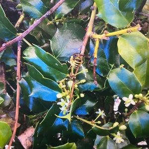 Meet your Posher, Sue